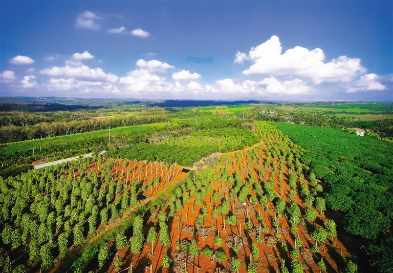 海南富硒农产品发展现状(海南省富硒土壤图)-硒宝网