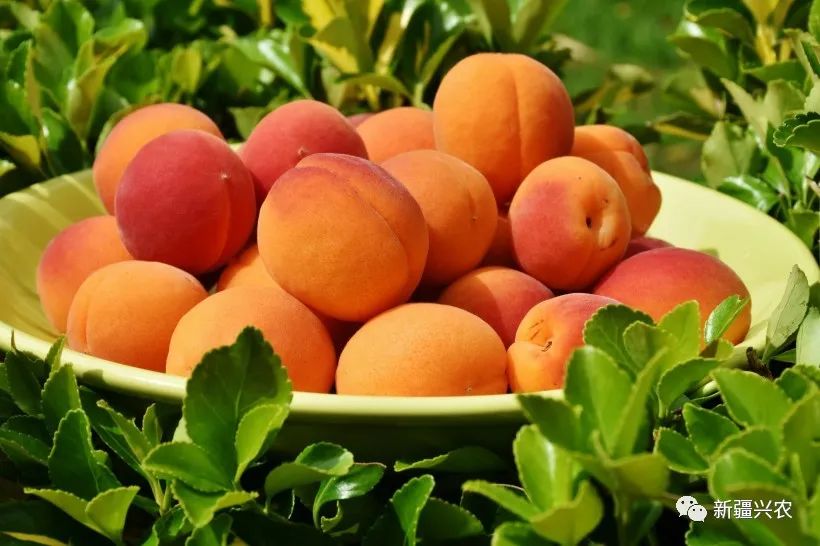 富硒杏汁是哪里的特产品(杏特产汁品富硒是什么东西)-硒宝网