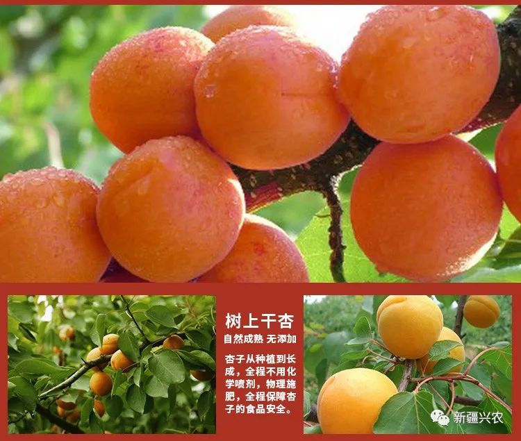 富硒杏汁是哪里的特产品(杏特产汁品富硒是什么东西)-硒宝网