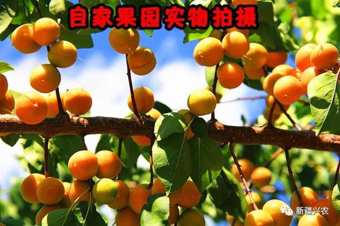 富硒杏汁是哪里的特产品(杏特产汁品富硒是什么东西)-硒宝网