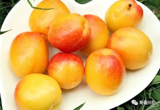 富硒杏汁是哪里的特产品(杏特产汁品富硒是什么东西)-硒宝网