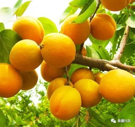 富硒杏汁是哪里的特产品(杏特产汁品富硒是什么东西)-硒宝网