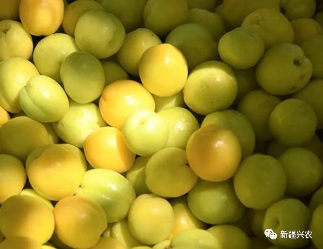 富硒杏汁是哪里的特产品(杏特产汁品富硒是什么东西)-硒宝网