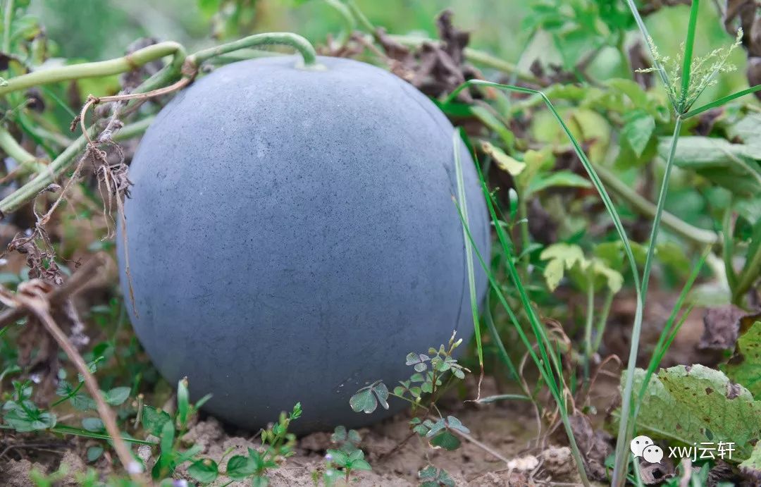 消费者对富硒产品的态度(何为富硒产品)-硒宝网