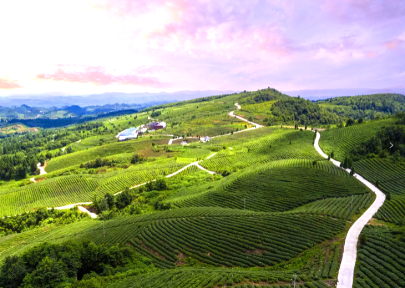 贵州省凤冈县富硒茶产品（贵州三大名茶凤冈锌硒）-硒宝网