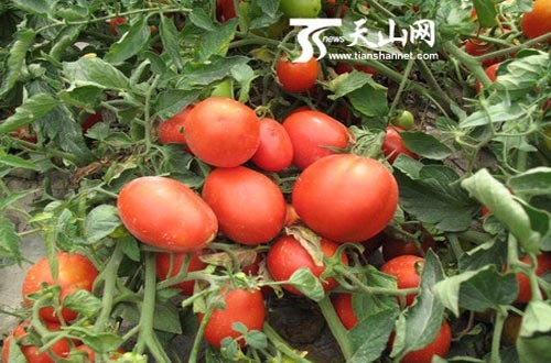 石河子富硒农产品有哪些(石河子特色农产品公司)-硒宝网