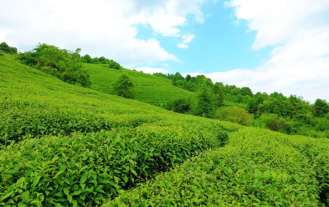 贵州省凤冈县富硒茶产品（贵州富硒茶多少钱一斤）-硒宝网