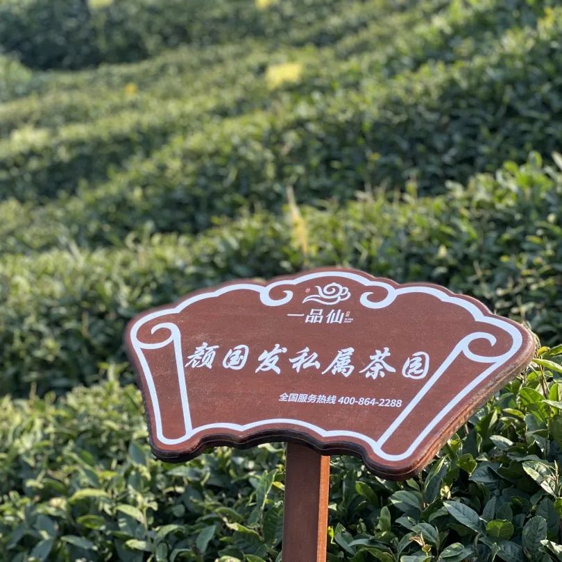 贵州省凤冈县富硒茶产品（贵州富硒茶多少钱一斤）-硒宝网