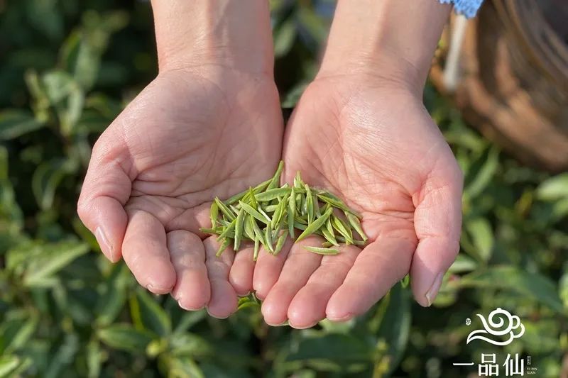 贵州省凤冈县富硒茶产品（贵州富硒茶多少钱一斤）-硒宝网