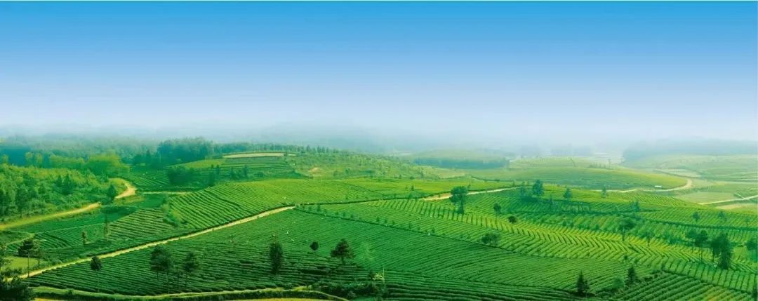 贵州省凤冈县富硒茶产品（贵州富硒茶多少钱一斤）-硒宝网