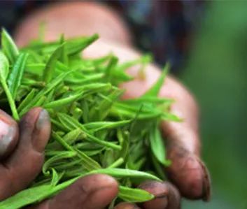 贵州省凤冈县富硒茶产品（贵州富硒茶多少钱一斤）-硒宝网