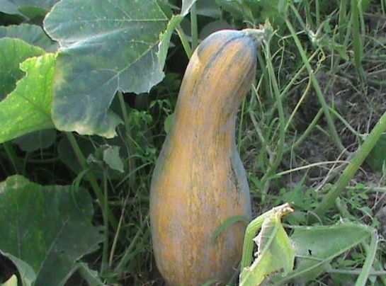 功能性富硒农产品体验店（富硒功能农业）-硒宝网