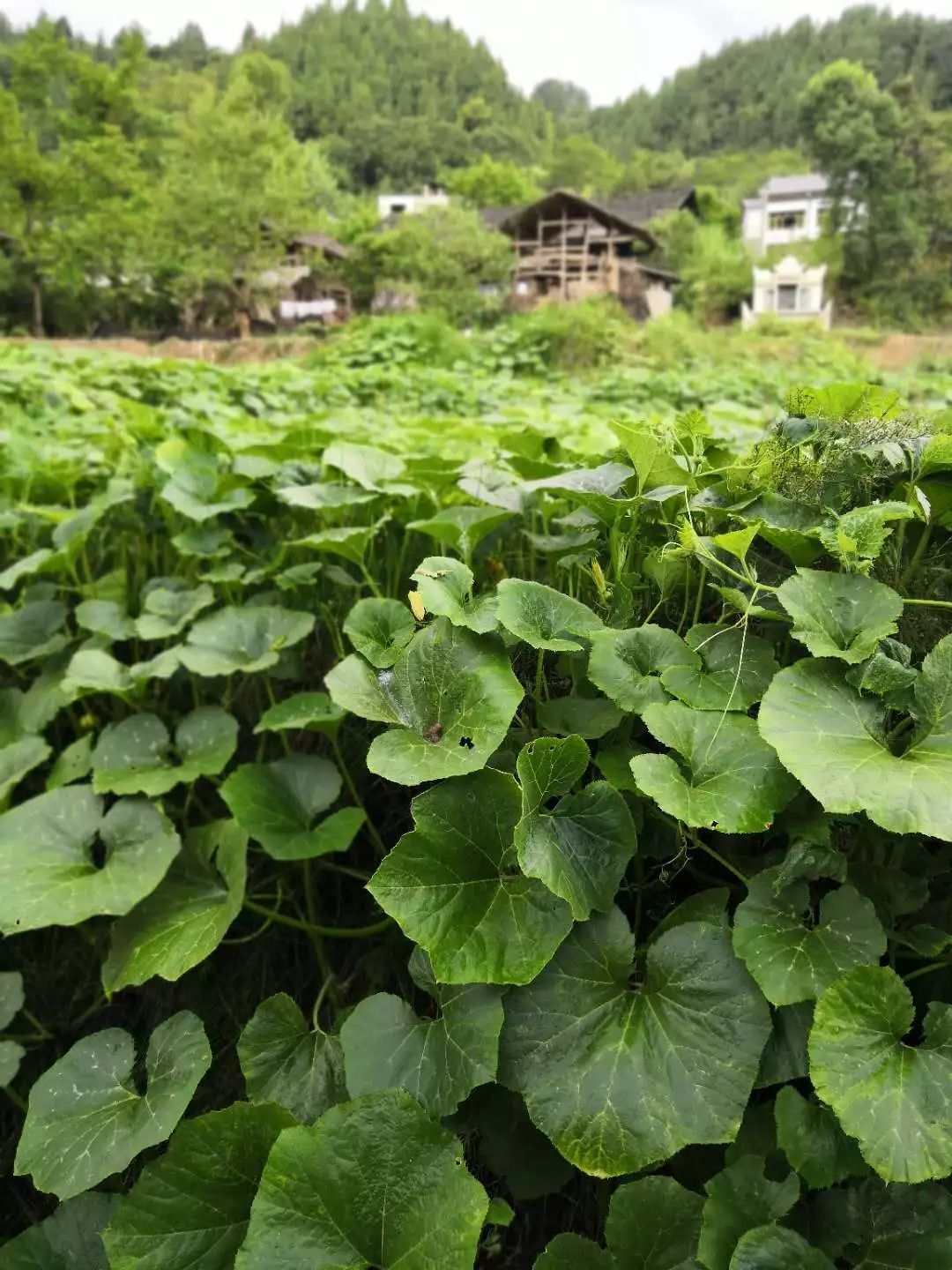 功能性富硒农产品体验店（富硒功能农业）-硒宝网