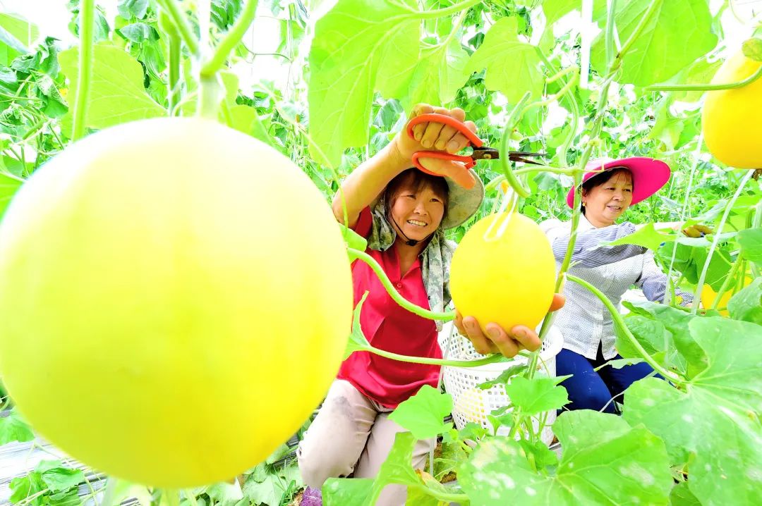 于都县富硒农产品有哪些（于都富硒产业发展中心）-硒宝网