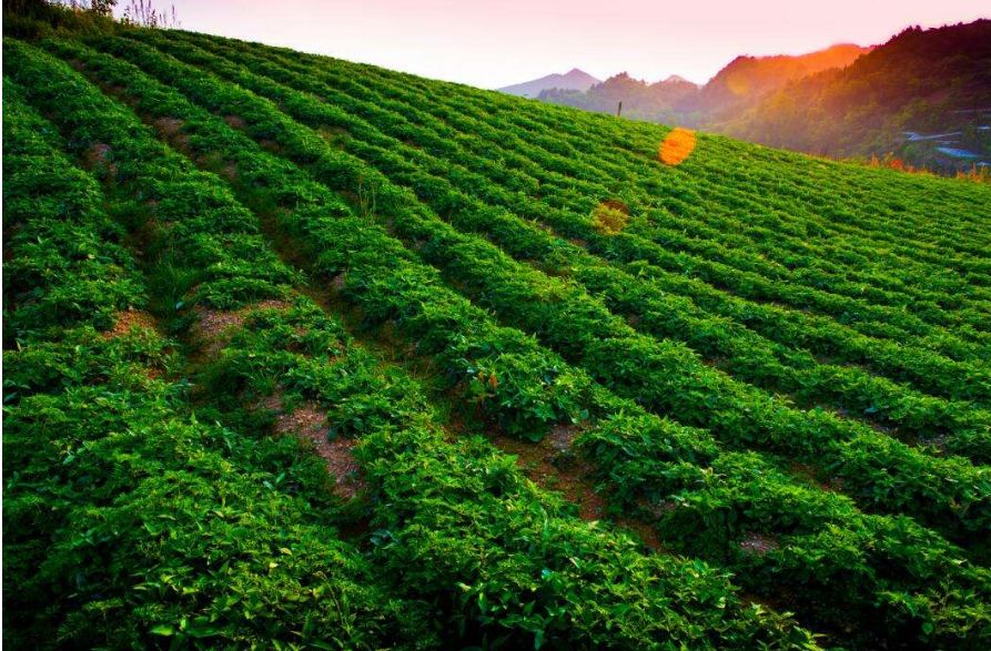 围绕富硒农副产品的品牌（富硒农产品销售模式）-硒宝网