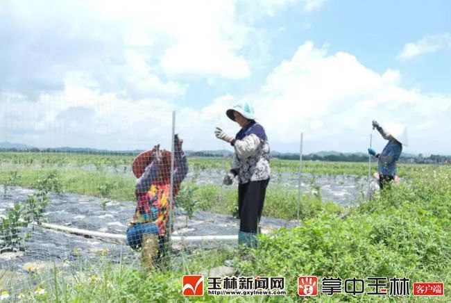 玉林市富硒产品有多少个（玉林市富硒产品有哪些）-硒宝网