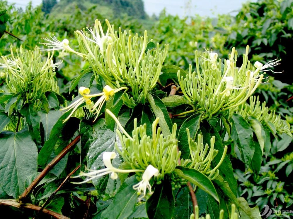 江津十大富硒农产品品牌（江津富硒食品）-硒宝网