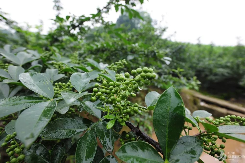 江津十大富硒农产品品牌（江津富硒食品）-硒宝网