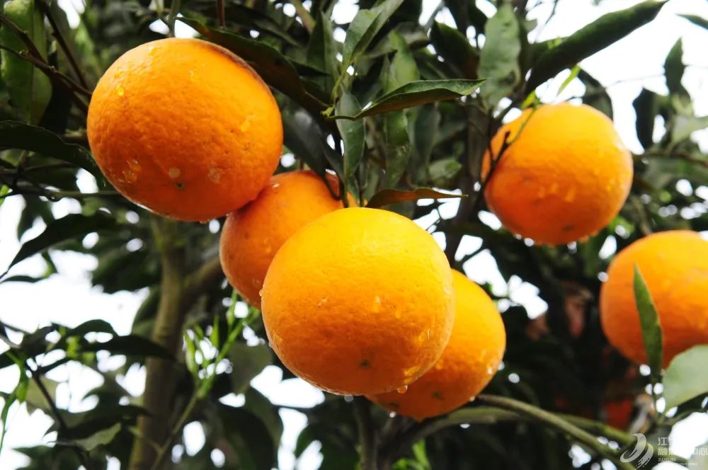 江津十大富硒农产品品牌（江津富硒食品）-硒宝网