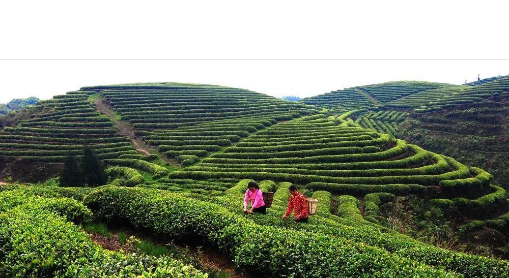 江津十大富硒农产品品牌（江津富硒食品）-硒宝网