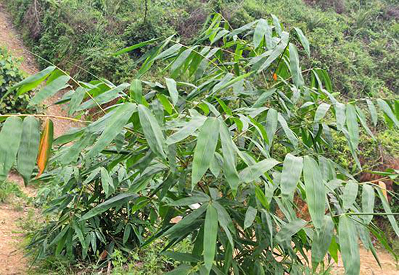 马山县富硒农产品供应商(富硒山庄)-硒宝网