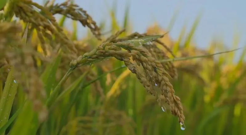 四川省富硒产品种植基地（种植四川基地省富硒产品有哪些）-硒宝网