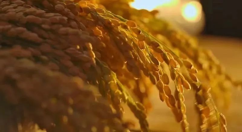 四川省富硒产品种植基地（种植四川基地省富硒产品有哪些）-硒宝网