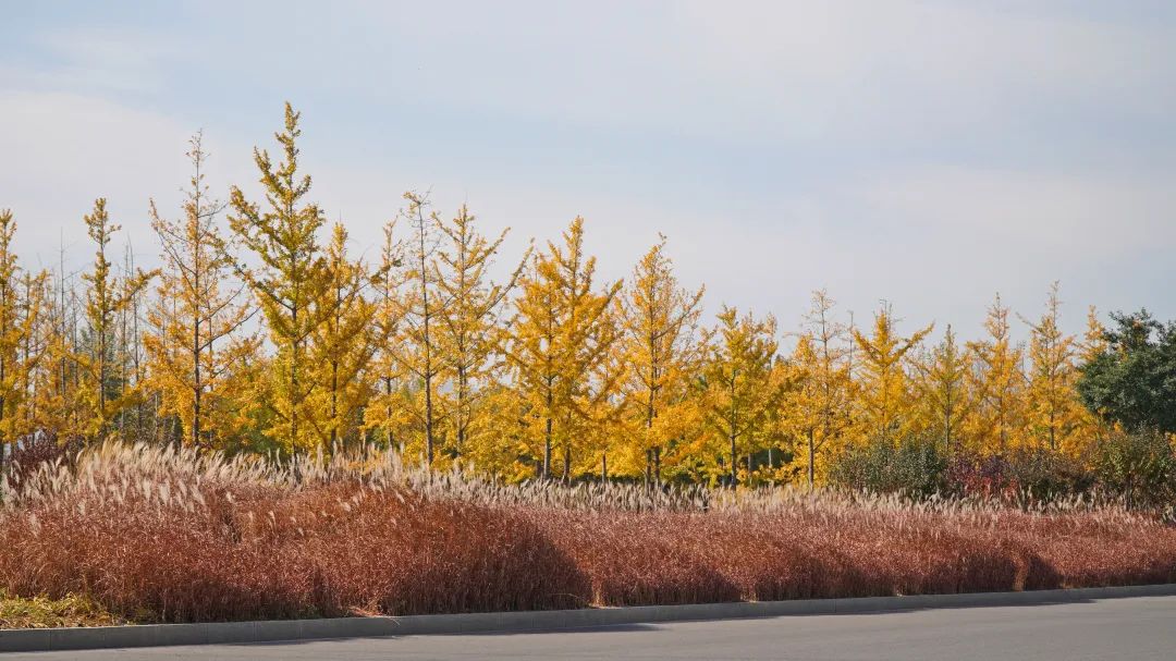 河北省抚宁县富硒农产品（河北富硒地瓜在哪里）-硒宝网