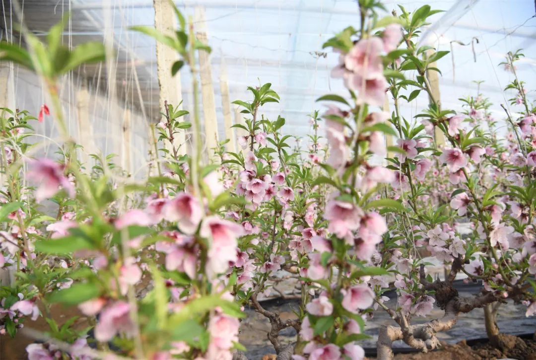 河北省抚宁县富硒农产品（河北富硒地瓜在哪里）-硒宝网