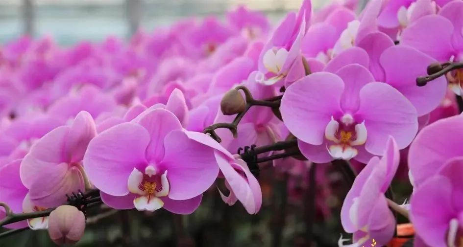 河北省抚宁县富硒农产品（河北富硒地瓜在哪里）-硒宝网