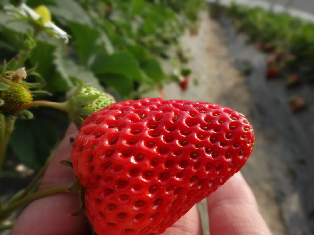 河北省抚宁县富硒农产品（河北富硒地瓜在哪里）-硒宝网