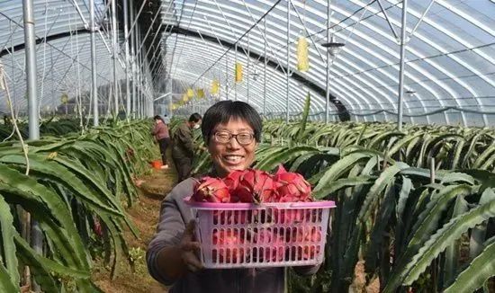 河北省抚宁县富硒农产品（河北富硒地瓜在哪里）-硒宝网