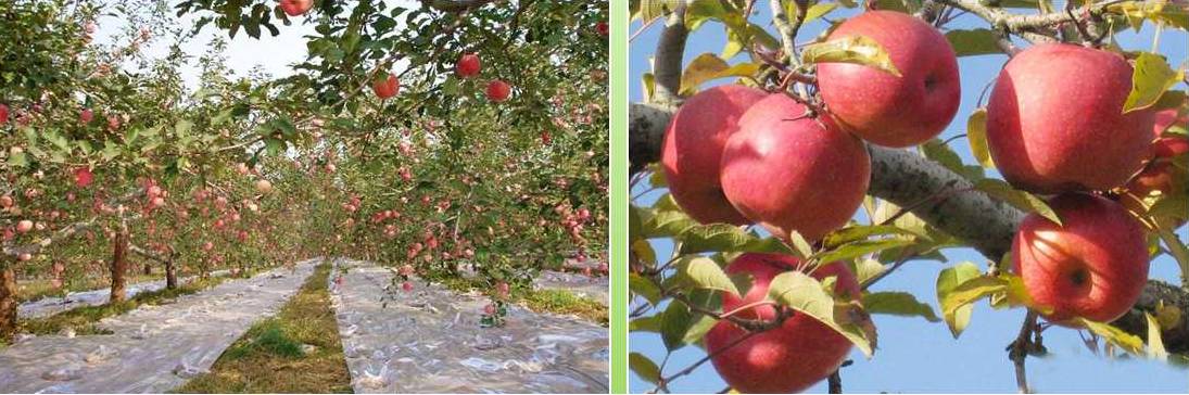 邵原镇第一节富硒农产品（富硒生态农业）-硒宝网