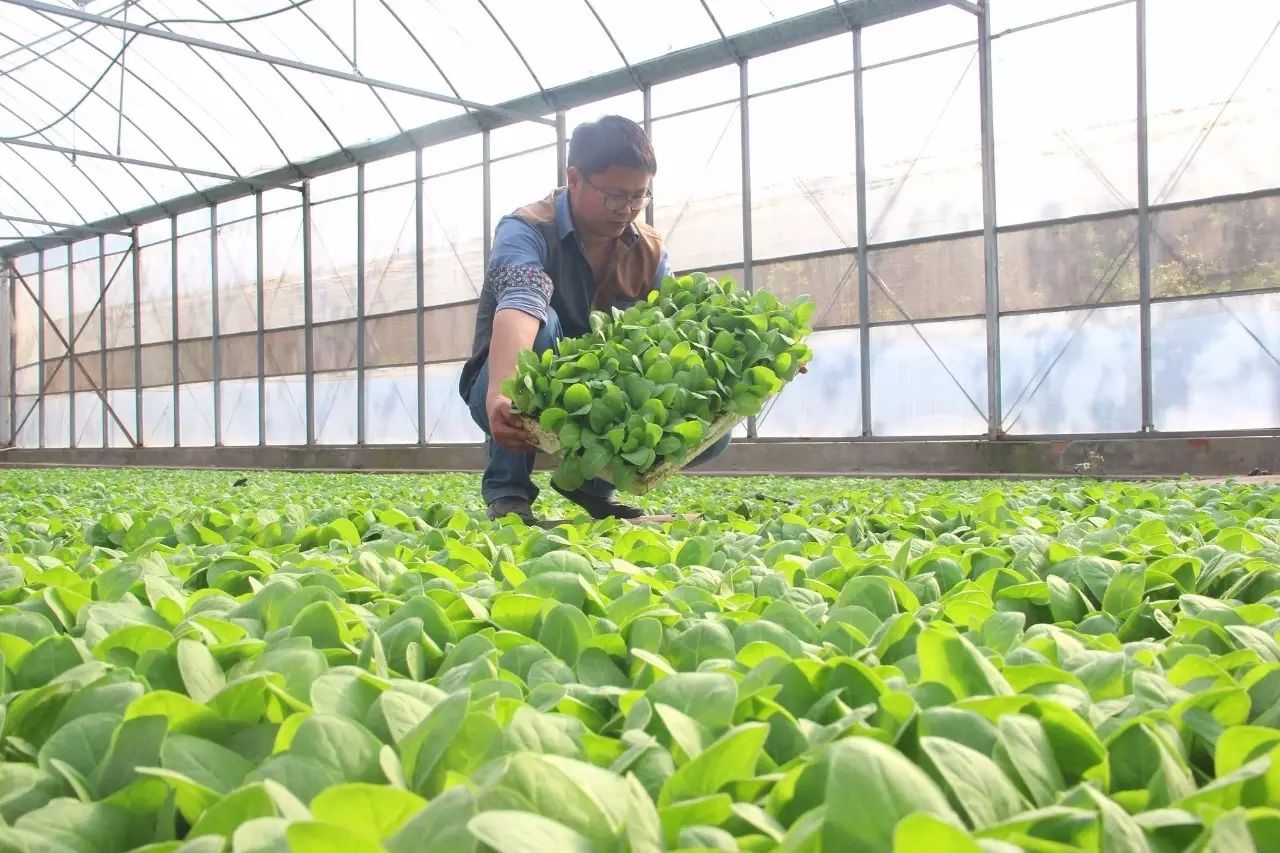 邵原镇第一节富硒农产品(富硒农业)-硒宝网