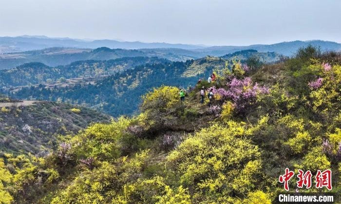 富硒连翘茶种植加工基地(连翘茶产地)-硒宝网