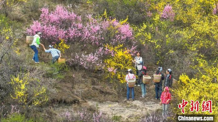 富硒连翘茶种植加工基地(连翘茶产地)-硒宝网
