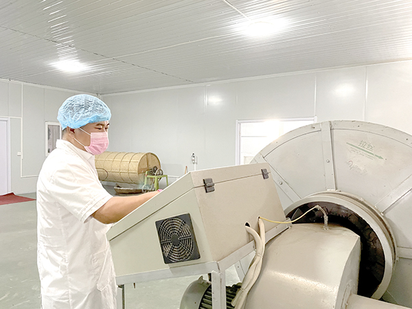 富硒连翘茶种植加工基地(连翘茶加工工艺)-硒宝网