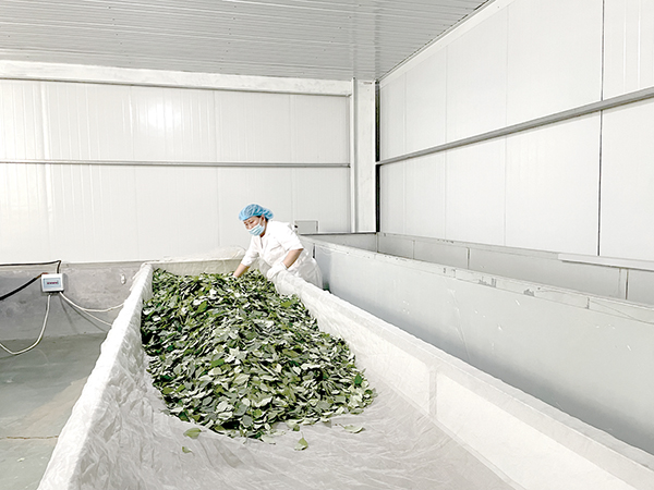 富硒连翘茶种植加工基地(连翘茶加工工艺)-硒宝网