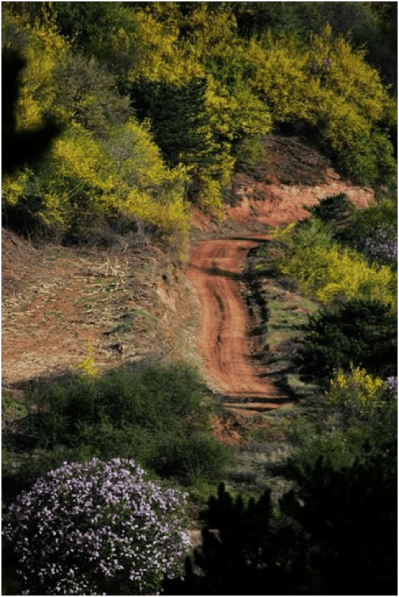 富硒连翘茶种植加工基地（连翘茶厂家）-硒宝网
