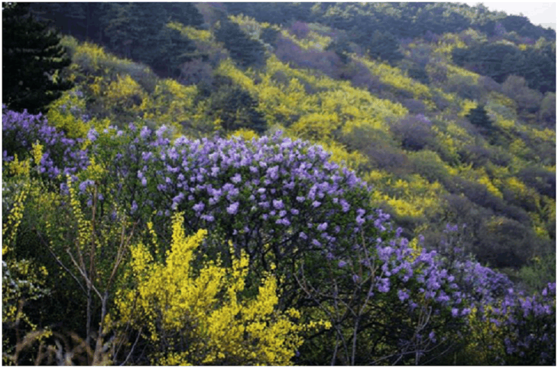 富硒连翘茶种植加工基地（连翘茶厂家）-硒宝网