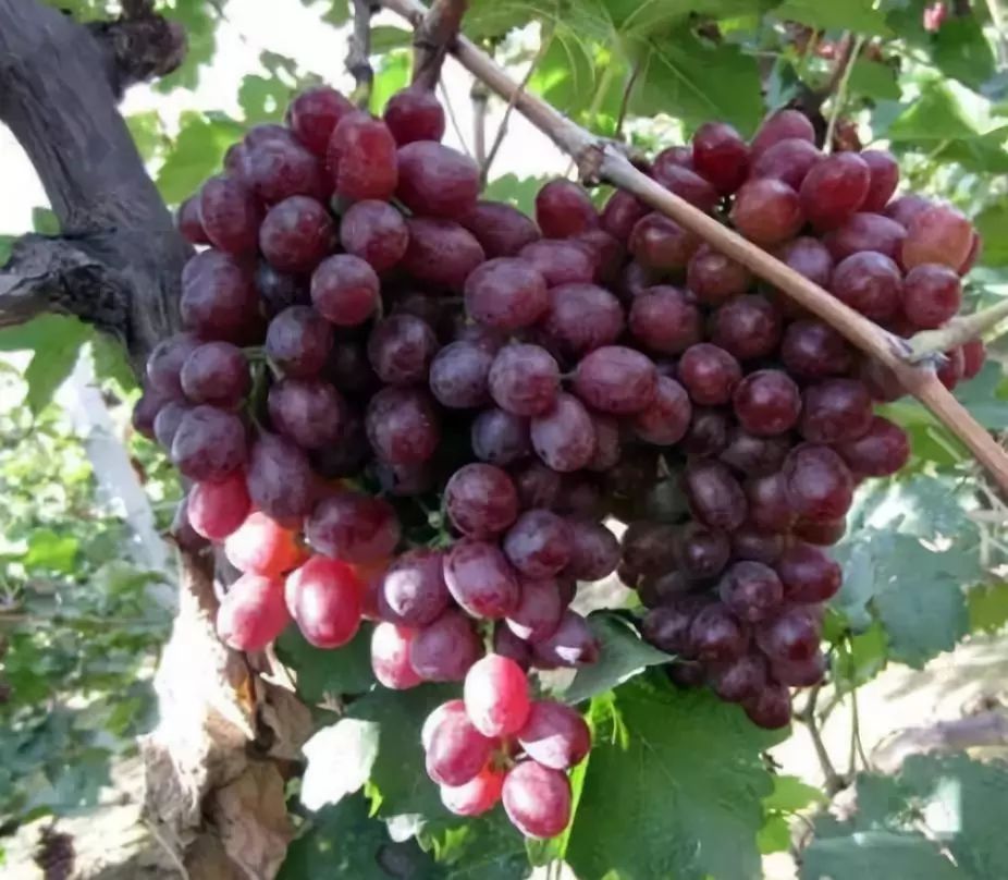 江苏富硒茶玉露推荐企业(江苏茶叶)-硒宝网