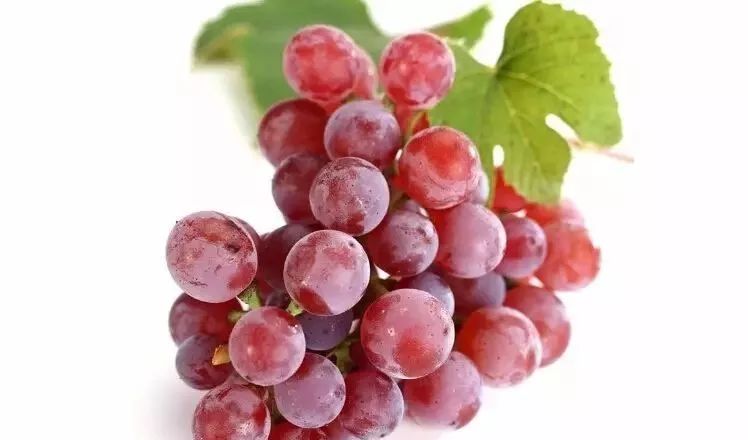 江苏富硒茶玉露推荐企业(江苏茶叶)-硒宝网