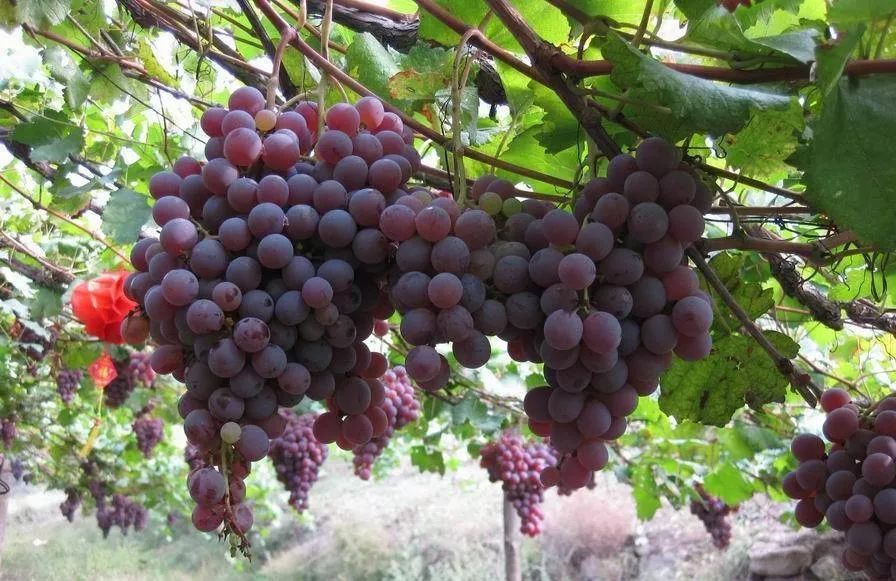 江苏富硒茶玉露推荐企业(江苏茶叶)-硒宝网