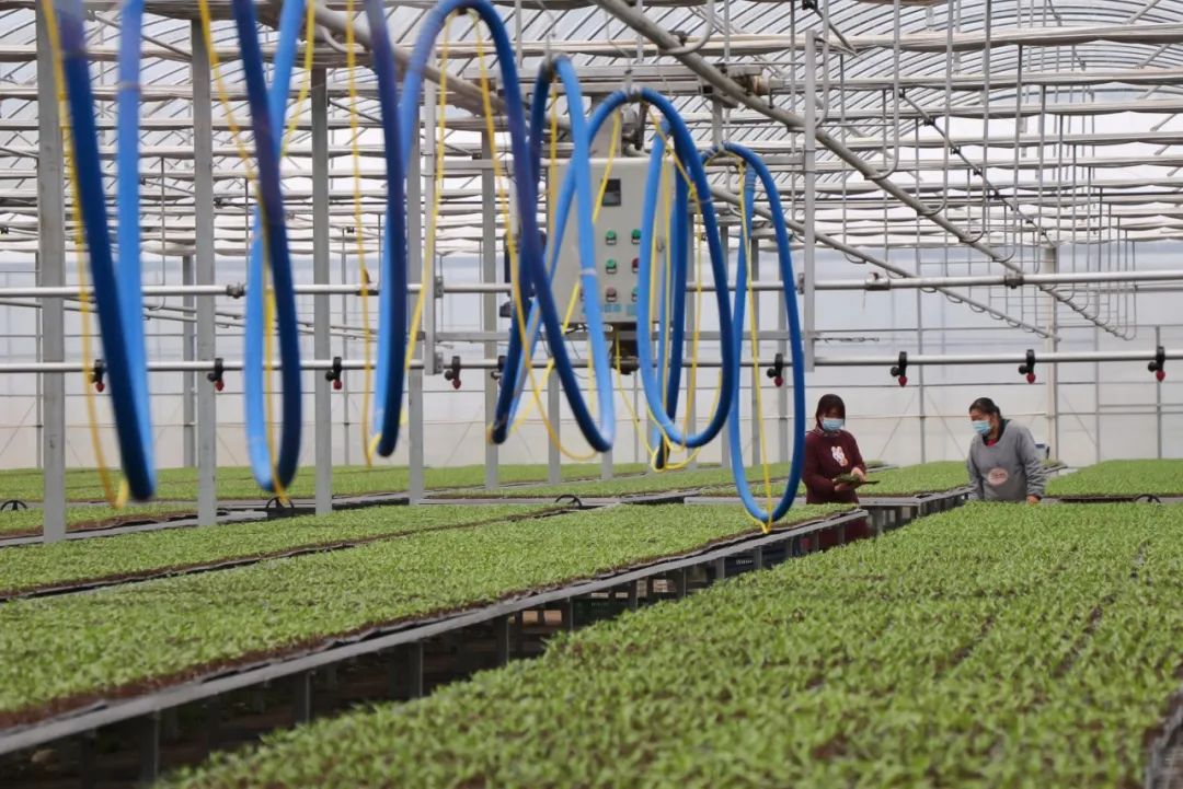 安康富硒茶叶属于什么茶(安康茶叶茶属于富硒类吗)-硒宝网