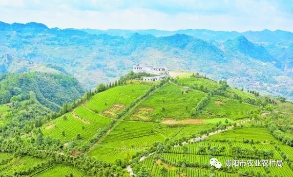 山旮旯牌富硒茶是什么茶(富硒茶园)-硒宝网