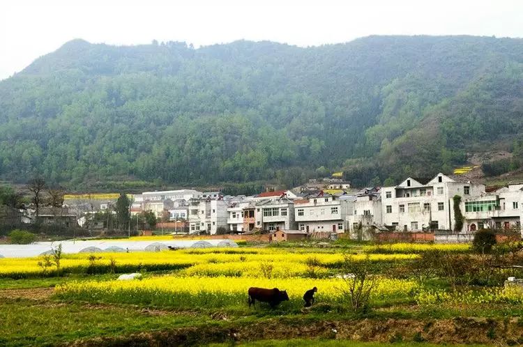 陕南富硒茶的功效与作用(富硒茶的功效)-硒宝网