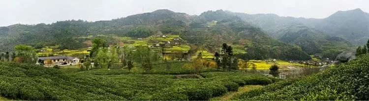 陕南富硒茶的功效与作用(富硒茶的功效)-硒宝网