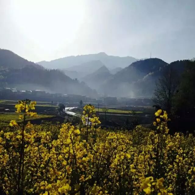 陕南富硒茶的功效与作用(富硒茶的功效)-硒宝网