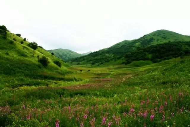 陕南富硒茶的功效与作用(富硒茶的功效)-硒宝网
