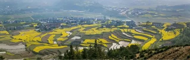 陕南富硒茶的功效与作用(富硒茶的功效)-硒宝网